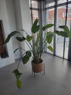 Strelitzia, Huis en Inrichting, Kamerplanten, Ophalen, Halfschaduw, 150 tot 200 cm