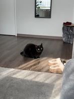 Lieve kater Nuitje zoekt een nieuwe tehuis, Dieren en Toebehoren, Katten en Kittens | Overige Katten, Kater