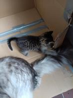 Kruising Maine Coon met Europese korthaar, Dieren en Toebehoren, Katten en Kittens | Raskatten | Langhaar