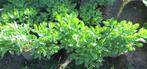 Sedum vaste tuinplant per pot 1,00 en 2,00 euro, Ophalen, Vaste plant, Overige soorten, Halfschaduw