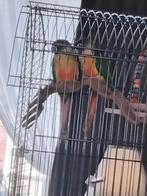 Koppel pyrrhura molinae 16 weken oud, Dieren en Toebehoren, Vogels | Parkieten en Papegaaien