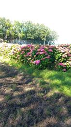 hortensia, Vaste plant, Halfschaduw, Zomer, Ophalen