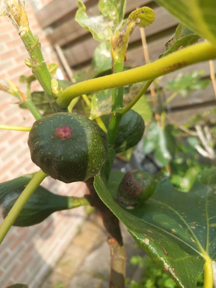 Vijg...🍀   Ficus Carica, Tuin en Terras, Planten | Fruitbomen, Vijgenboom, Minder dan 100 cm, Ophalen