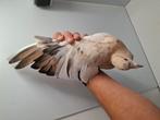 Koppel kleurpostduiven onverwant almond, Dieren en Toebehoren, Vogels | Duiven, Meerdere dieren, Postduif