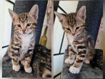 Prachtige, speelse en zindelijke poesje 🐾, Dieren en Toebehoren, Katten en Kittens | Raskatten | Korthaar, Poes, Ontwormd, 0 tot 2 jaar