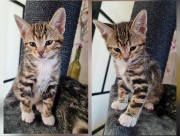 Prachtige, speelse en zindelijke poesje 🐾  beschikbaar voor biedingen