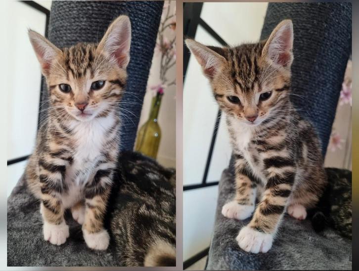 Prachtige, speelse en zindelijke poesje 🐾, Dieren en Toebehoren, Katten en Kittens | Raskatten | Korthaar, Poes, 0 tot 2 jaar
