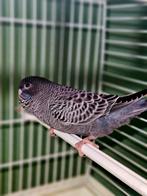 Blackface split blackwing vrouw, Dieren en Toebehoren, Vogels | Parkieten en Papegaaien, Vrouwelijk, Parkiet, Geringd