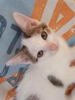 1 leuke hele mooie  kitten, Poes