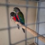 KOPEN OF RUILEN TEGEN MIJ PASSEND KOPPEL PYRRHURA MOLINEA, Meerdere dieren, Parkiet, Geringd