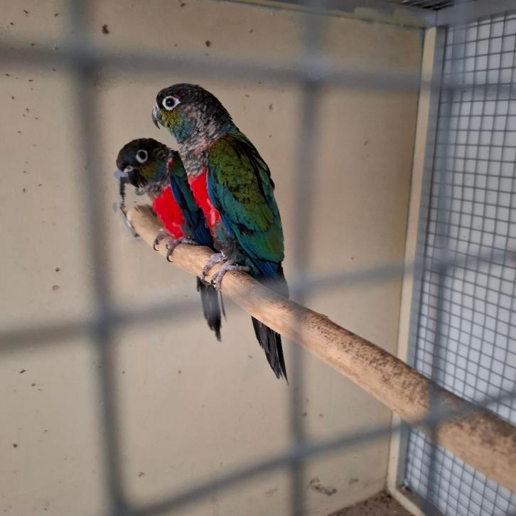 KOPEN OF RUILEN TEGEN MIJ PASSEND KOPPEL PYRRHURA MOLINEA, Dieren en Toebehoren, Vogels | Parkieten en Papegaaien, Parkiet, Meerdere dieren