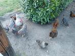 Legkippen kip, Dieren en Toebehoren, Pluimvee, Vrouwelijk, Kip
