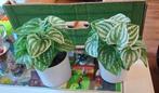 Kunstplant in Pot Peperomia 2st- Decoratief & Onderhoudsvrij, Ophalen, Volledige schaduw, Overige soorten, In pot