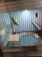 te koop 1 koppel grasparkieten + jongen, Dieren en Toebehoren, Vogels | Parkieten en Papegaaien, Meerdere dieren, Parkiet