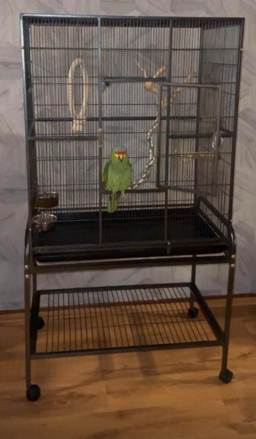 PAPEGAAI MET Alle toebehoren, Dieren en Toebehoren, Vogels | Parkieten en Papegaaien, Papegaai, Mannelijk, Geringd