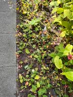 Persicaria border, 5 meter bij 60 (mag in delen weg), Ophalen, Overige soorten, Volle zon