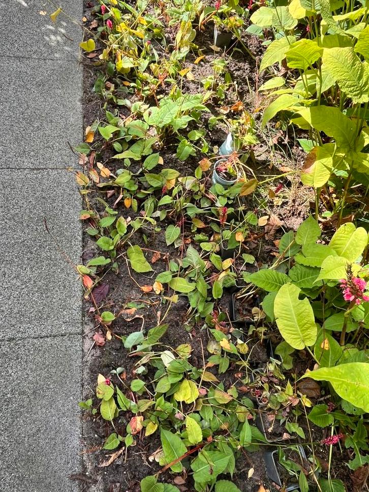 Persicaria border, 5 meter bij 60 (mag in delen weg), Tuin en Terras, Planten | Tuinplanten, Overige soorten, Volle zon, Ophalen