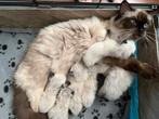 Raszuivere Ragdoll kittens met stamboom, Meerdere dieren, 0 tot 2 jaar, Met stamboom