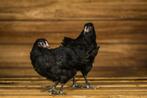 Australorp kriel | Rustige kippen I Jonge ingeënte dieren, Meerdere dieren, Kip