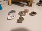 Mineralen, schelpen en fossielen verzameling, Verzamelen, Mineralen en Fossielen, Ophalen of Verzenden, Schelp(en)