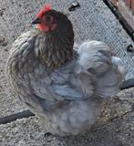 Orpington  grijs kriel 2stuks, Dieren en Toebehoren, Pluimvee, Kip