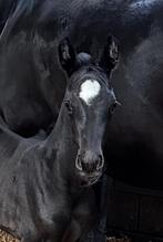 Prachtig merrieveulen van de geweldige hengst Total PS, Merrie, Dressuurpaard, 0 tot 2 jaar
