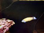 Thalassoma Lunare lipvis 14-15 cm, Dieren en Toebehoren, Vissen | Aquariumvissen