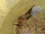Jonge koi gratis., Vis