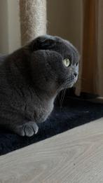 Scottish Fold Poes Mimi, Dieren en Toebehoren, Katten en Kittens | Raskatten | Korthaar, Poes, Gechipt