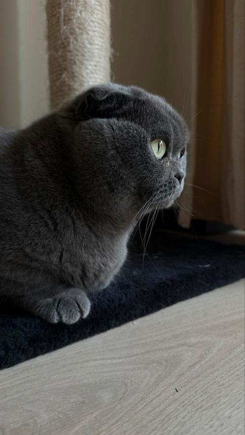 Scottish Fold Poes Mimi, Dieren en Toebehoren, Katten en Kittens | Raskatten | Korthaar, Poes, Gechipt