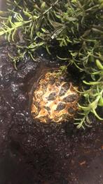 Pacman - Zuid-Amerikaanse hoornkikkers - Ceratophrys, Dieren en Toebehoren, Reptielen en Amfibieën, Amfibie, Met terrarium, 0 tot 2 jaar