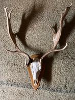 Geweitrofee - Prachtig Gewei op Houten Schild, Ophalen of Verzenden, Zo goed als nieuw