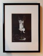 Aquarel Kluut, Kluut schilderij, Vogel Kluut Kunst Art Home, Ophalen of Verzenden