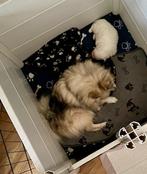 Pomeriaan pupje, reu met stamboom, Dieren en Toebehoren, Reu, 8 tot 15 weken, Eén hond, Nederland