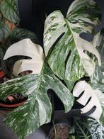 Monstera Variegata Snow white, Ophalen of Verzenden, Halfschaduw, Minder dan 100 cm