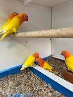 Te koop 3 jongen fischeri opaline 1 rood oog 2 zwart oog, Geslacht onbekend, Dwergpapegaai of Agapornis, Geringd