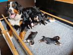 Te koop lieve berner sennen pups, Dieren en Toebehoren, Honden | Bulldogs, Pinschers en Molossers, CDV (hondenziekte), Meerdere