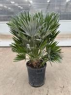 Palm chamaerops vulcano p 40 cm h 130 cm, Tuin en Terras, Planten | Bomen, Ophalen