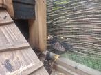 Barnevelder kriel dubbelgezoomd haan gratis af te halen., Dieren en Toebehoren, Mannelijk, Wildzangvogel