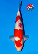 Hq kokaku nisai prachitige japanse koi, Karper of Koi