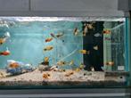 Mickey mouse platy, platy's, Xiphophorus Maculatus, Vis, Zoetwatervis
