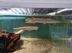 Albino Florida Gar, Lepisosteus Platyrhincus Albino, Dieren en Toebehoren, Vissen | Aquariumvissen, Vis, Zoetwatervis