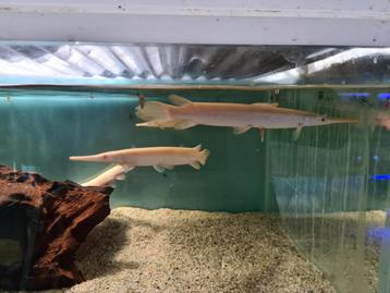 Albino Florida Gar, Lepisosteus Platyrhincus Albino beschikbaar voor biedingen