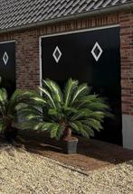 Te koop: Cycas vredespalm Cycaspalm, Ophalen of Verzenden, Bloeit niet, Overige soorten