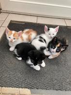 Lieve kittens te koop, Dieren en Toebehoren, Meerdere dieren, Kortharig, 0 tot 2 jaar