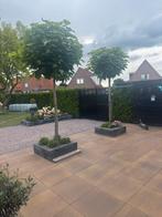 Bol catalpa 2 stuks, Tuin en Terras, Planten | Bomen, Verzenden, Lente, Volle zon, Bolboom