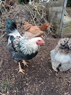 Brahma  wyandotte haan, Dieren en Toebehoren, Pluimvee