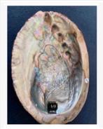 Korting Prachtige grote abalone paoa schelp Australië, Verzamelen, Ophalen of Verzenden, Schelp(en)