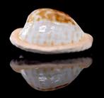 Schelpen: Cypraea coronata debruini 33,9mm - Zeldzaam, Verzamelen, Ophalen of Verzenden, Schelp(en)