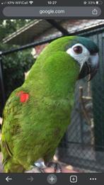 ARA NOBILIS pop 2025, Dieren en Toebehoren, Vrouwelijk, Papegaai, Tam